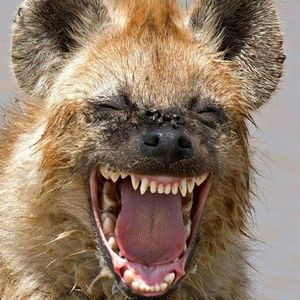 Meet your Posher, Harry